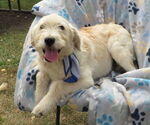 Small Golden Retriever Mix