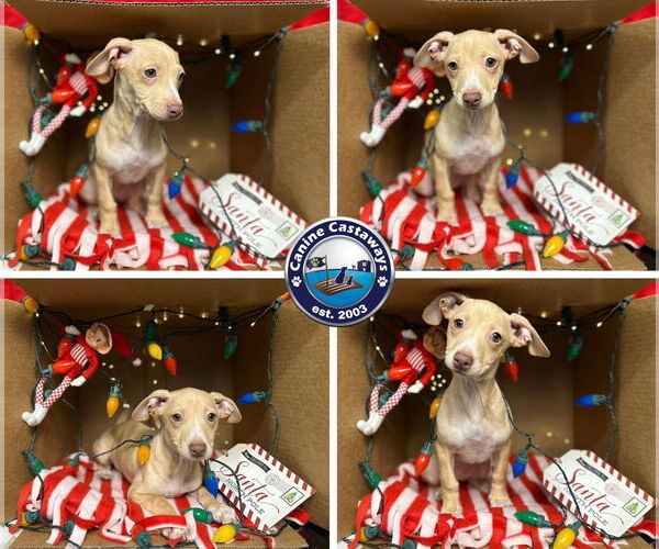 Medium Photo #7 Chiweenie Puppy For Sale in Arcadia, FL, USA