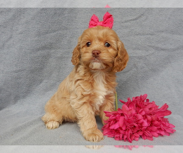 Medium Photo #3 Cockapoo Puppy For Sale in MILLERSBURG, OH, USA