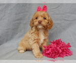 Small Photo #3 Cockapoo Puppy For Sale in MILLERSBURG, OH, USA