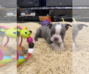 Boston Terrier Puppy for sale in FREDONIA, KS, USA