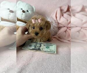 Poodle (Toy) Puppy for sale in NEW YORK, NY, USA