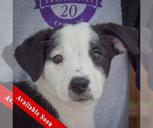 Medium Photo #1 Australian Shepherd-Unknown Mix Puppy For Sale in Huntley, IL, USA