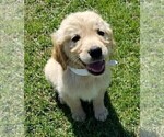 Small Photo #1 Golden Retriever Puppy For Sale in LAKELAND, FL, USA