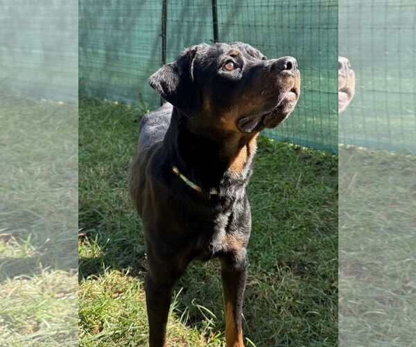 Medium Photo #3 Rottweiler Puppy For Sale in Mooresville, NC, USA