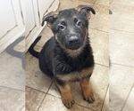 Small Photo #2 German Shepherd Dog Puppy For Sale in BURBANK, IL, USA