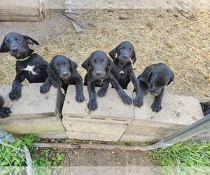 German Shorthaired Lab Puppy for sale in JANESVILLE, MN, USA