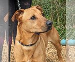 Small Black Mouth Cur Mix