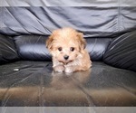 Small Photo #4 Morkie Puppy For Sale in SANTA CLARITA, CA, USA