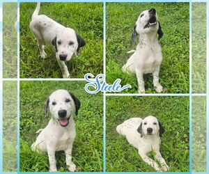 Dalmatian-Unknown Mix Dogs for adoption in Blacksburg, SC, USA