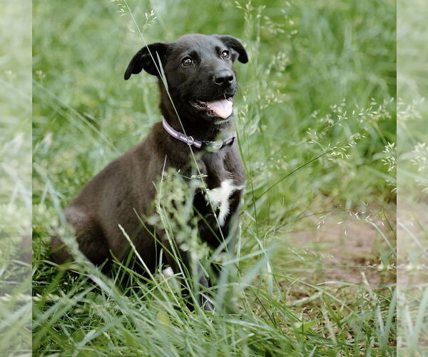 Medium Photo #18 Labrador Retriever-Unknown Mix Puppy For Sale in OKLAHOMA CITY, OK, USA
