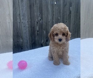 Cavapoo Puppy for sale in GREENWOOD, IN, USA