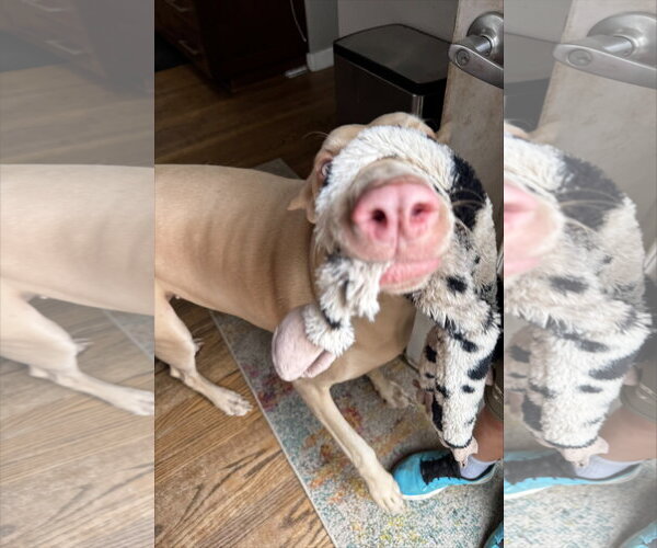 Medium Photo #5 Doberman Pinscher-Unknown Mix Puppy For Sale in Buffalo, MN, USA