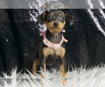 Puppy Raspberry AKC Miniature Pinscher