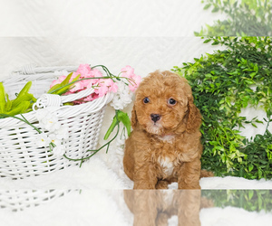 Poodle (Toy) Puppy for sale in COLLEGE STA, TX, USA