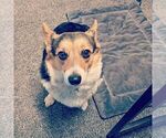 Small Photo #1 Pembroke Welsh Corgi Puppy For Sale in VANCOUVER, WA, USA