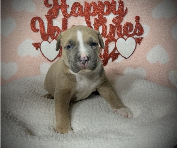 Medium Photo #2 American Bully Puppy For Sale in SALEM, IL, USA