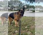 Small #5 German Shepherd Dog