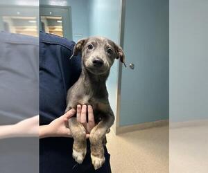 Mutt Dogs for adoption in Newton, NC, USA