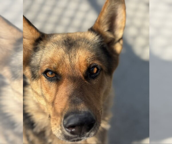 Medium Photo #1 German Shepherd Dog Puppy For Sale in Tulsa, OK, USA