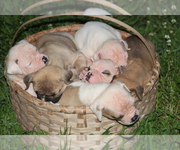 Medium Photo #9 American Bulldog Puppy For Sale in PARIS, TN, USA
