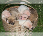 Small #8 American Bulldog