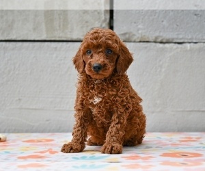 Poodle (Miniature) Puppy for sale in MILLERSBURG, OH, USA