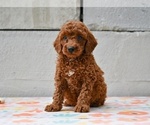 Small Poodle (Miniature)