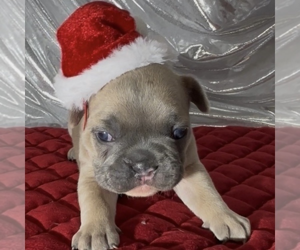 Medium Photo #6 French Bulldog Puppy For Sale in WEXFORD, PA, USA