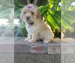 Small Photo #2 Maltipoo Puppy For Sale in RANCHO CALIFORNIA, CA, USA