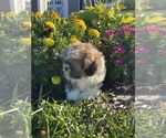 Small #4 Shih Tzu