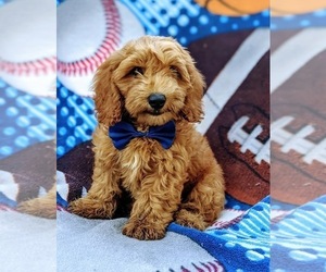 Cock-A-Poo-Poodle (Miniature) Mix Puppy for sale in CHRISTIANA, PA, USA