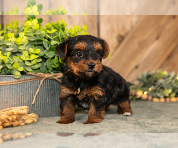 Medium Photo #1 Yorkshire Terrier Puppy For Sale in GREENWICH, OH, USA
