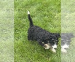 Small #3 Miniature Bernedoodle