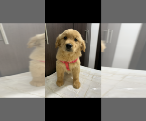 Golden Retriever Puppy for sale in SAN DIEGO, CA, USA