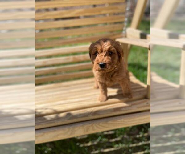 Medium Photo #5 Goldendoodle Puppy For Sale in SPENCER, TN, USA