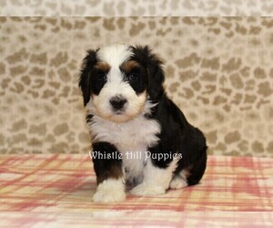 Miniature Bernedoodle Puppy for sale in DENVER, PA, USA