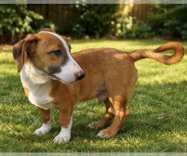Medium Photo #3 Labrador Retriever Puppy For Sale in San Diego, CA, USA