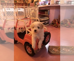 Maltese-YorkiePoo Mix Puppy for sale in CHARLESTON, SC, USA