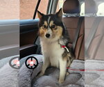 Small #3 Pomsky