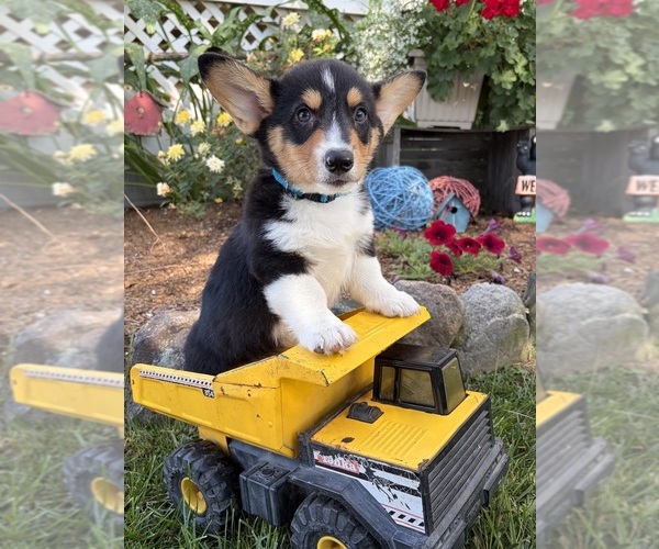 Medium Photo #1 Pembroke Welsh Corgi Puppy For Sale in MIDDLEBURY, IN, USA