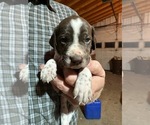 Small #12 German Wirehaired Pointer