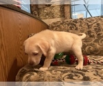 Small Photo #3 Labrador Retriever Puppy For Sale in OCALA, FL, USA