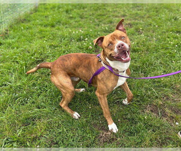 Medium Photo #1 Mutt Puppy For Sale in McKinleyville, CA, USA