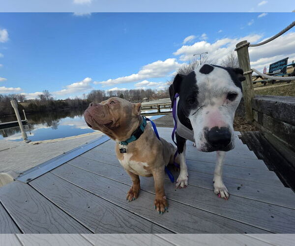 Medium Photo #3 Mutt Puppy For Sale in Spotsylvania, VA, USA