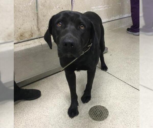 Medium Photo #1 Labrador Retriever-Unknown Mix Puppy For Sale in Riverside, CA, USA