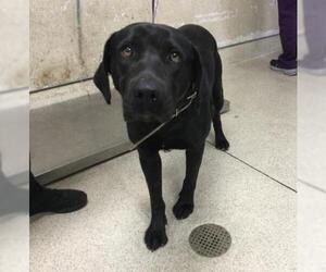 Labrador Retriever-Unknown Mix Dogs for adoption in Riverside, CA, USA