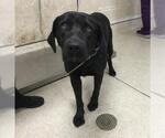 Small Labrador Retriever Mix