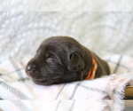 Puppy Minnie Labrador Retriever