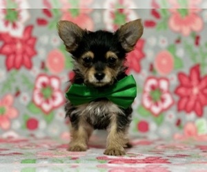 Yorkshire Terrier Puppy for sale in LANCASTER, PA, USA